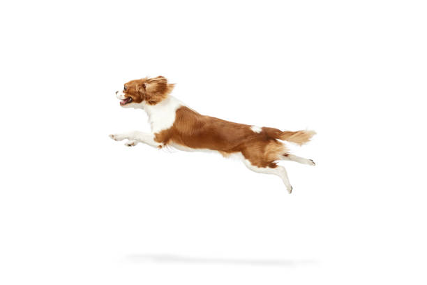 istock Dynamic image of active dog of Cavalier King Charles Spaniel in motion, fastly running against white studio background 1521961877