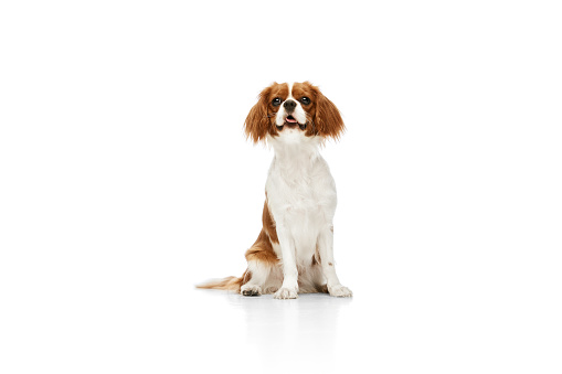 Beautiful, calm, purebred dog of Cavalier King Charles Spaniel sitting with attentive look against white studio background. Concept of animal, pets, care, pet friend, vet, action, fun, emotions, ad