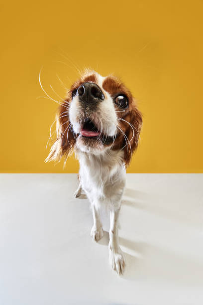 istock Fish eye effect. Close-up image of funny ds's muzzle of Cavalier King Charles Spaniel against yellow studio background 1521962404