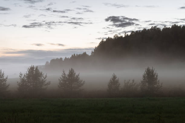 istock firs in fog in field at sunset 1521966025