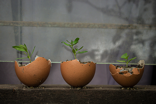 three broken chicken eggs were made into small pots for planting beans