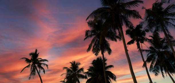istock Summer tropical with colorful theme as palm trees on the beach background 1521980717