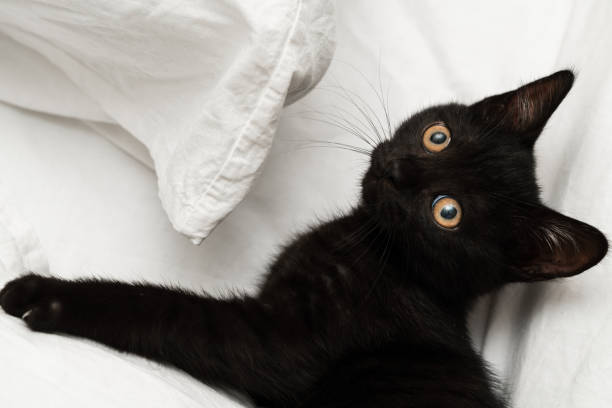 ベッドの上の黒い子猫