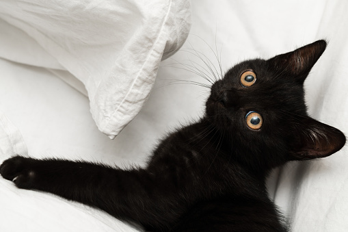 Black kitten on the bed