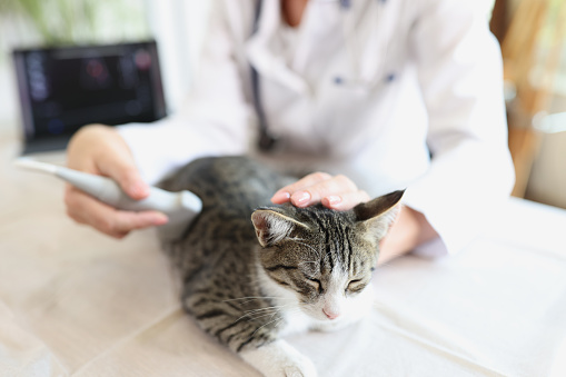 The veterinarian makes an ultrasound to the cat, close-up. Veterinary examination of a pet, shallow focus