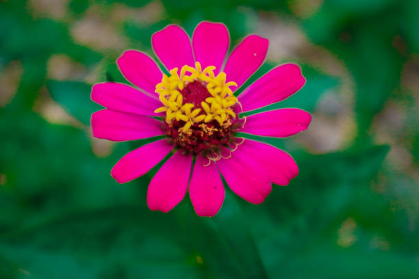 a pink flower with yellow center (Zinnia)