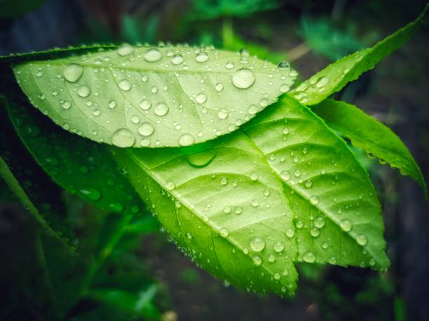 istock lime leaves and water spots after rain 1522026728