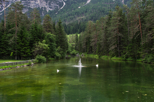 Pond with Swan up 1200 mtr in the Dolomites region