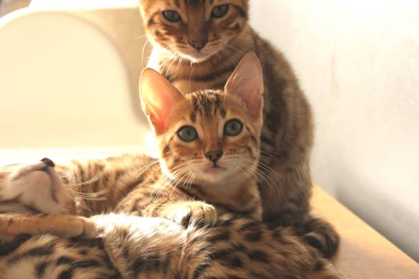istock A group of bengal kittens 1522067414