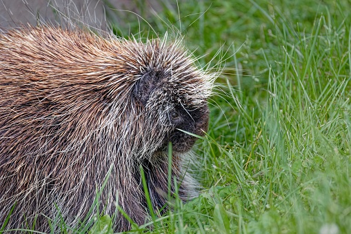 The North American porcupine (Erethizon dorsatum). It is the second largest rodent in North America.