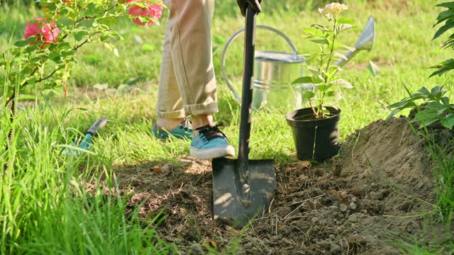 Close-up of woman digging with garden shovel place for transplanting hydrangeas from pot