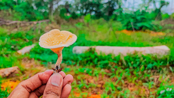 mushroom