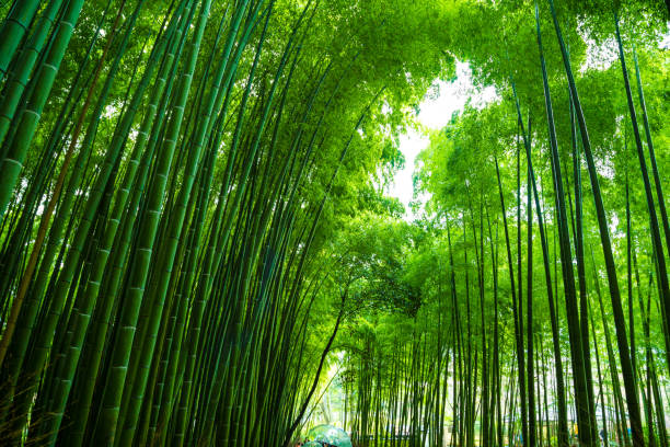 istock Green background of Arashiyama Bamboo Forest 1522164674