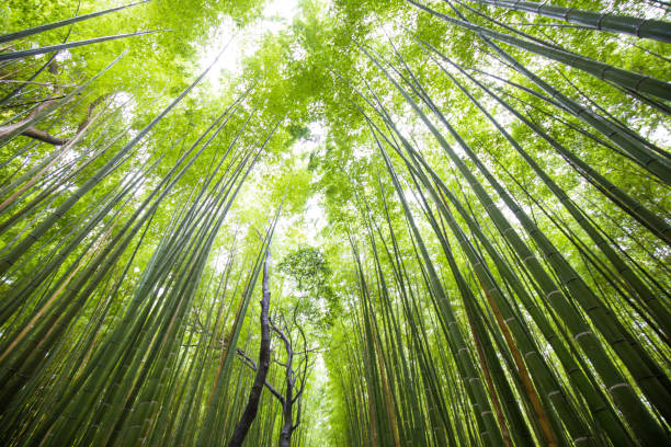 istock Green background of Arashiyama Bamboo Forest 1522164675