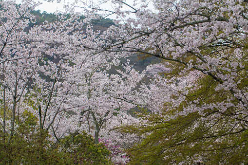 Cherry blossoms with blue sky at Miryang Eupseong Fortress in Miryang, Korea