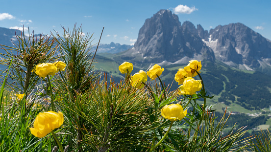 Yellow flowers in the meadows in front of the Langkofel / Sassolungo mountain in the Dolomites (Italian Alps)