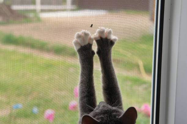 istock Curious Cat is Playing with a Small Flying Beetle on the mosquito net. Humor, funny pets. Domestic cat looks outdoors trough the open window. Protection from ticks, fleas. Kitten attacking the fly. 1522173708