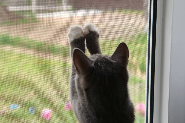 Curious Cat is Playing with a Small Flying Beetle on the mosquito net. Humor, funny pets. Domestic cat looks outdoors trough the open window. Protection from ticks, fleas. Kitten attacking the fly.