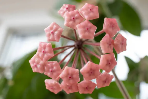Photo of Hoya carnosa,  pink flower buds  also known as porcelain flower,   close up