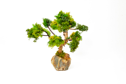 Bonsai tree made withwillow branches and stabilized lichen on a rock, soft focus close up isolated on white