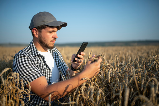 Farmer using technology to check wheat crop.