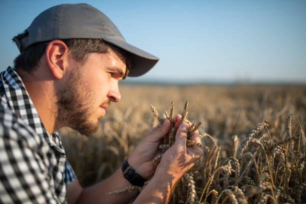 istock Farmer checking quality of his wheat crops. 1522184422
