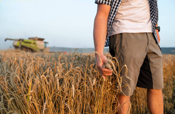 istock Farmer on wheat harvest agriculture field. 1522184942