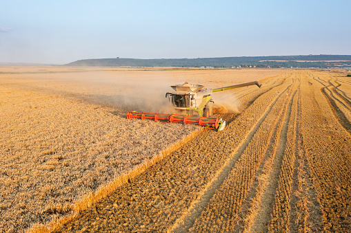 Drone shot of combine wheat harvesting.