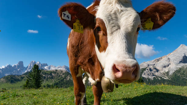 istock A cute cow on a meadow in the Alps 1522186759
