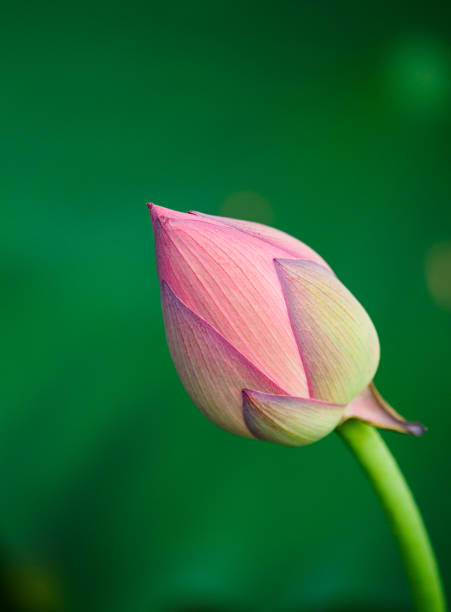 лотос цветочный бад - lotus single flower lily water lily стоковые фото и изображения
