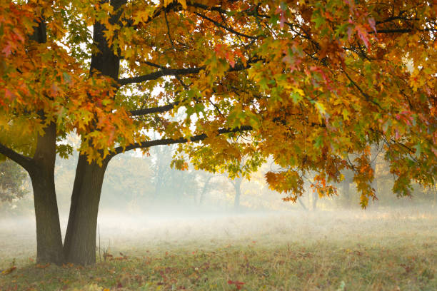 Beautiful yellow oak tree in the fog, nature