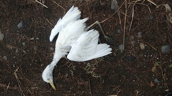a large egret died