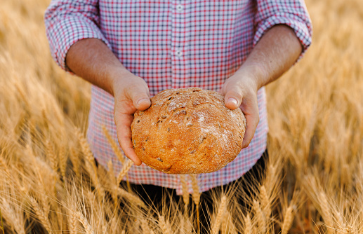 A close-up of an adult male farmer's hands holding a loaf of freshly baked bread.