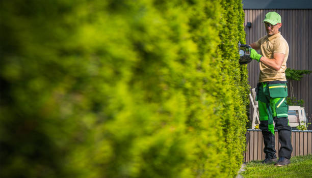 istock Gardener Shaping Green Wall of Thuja Using Hedge Trimmer 1522206264