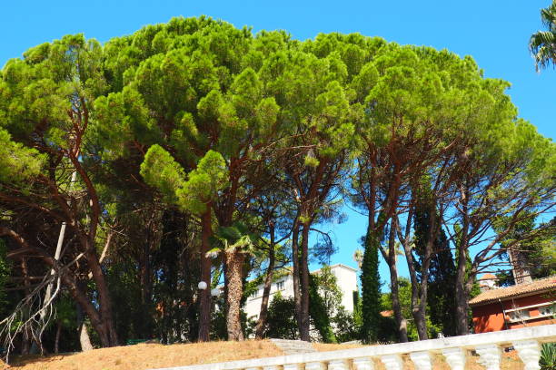 Aleppo pine, or Jerusalem Pine Pinus halepensis - coniferous tree, species of the genus Pinus of the family Pinaceae. Pine park in Herceg Novi, Montenegro. Coast of the Adriatic Sea, Mediterranean. stock photo
