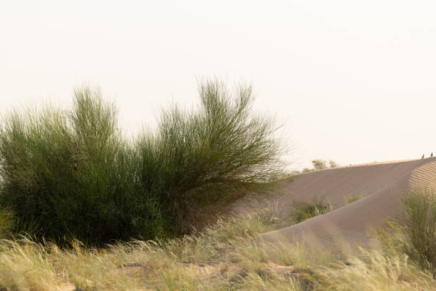 A large broom bush (Leptadenia pyrotechnica) a leafless shrub growing on the side of a sand dune in Dubai, United Arab Emirates.