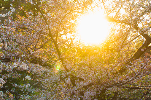 Pink sakura blossom flower sunset light outdoor park Japan