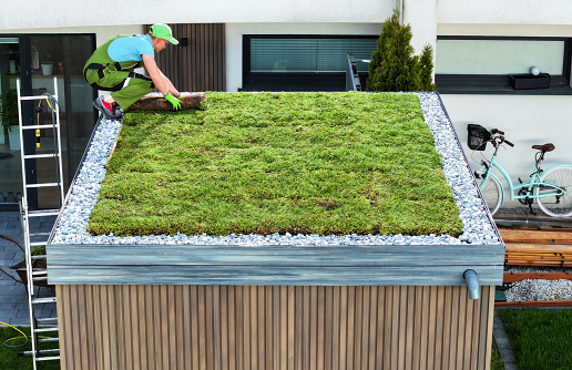 Professional Caucasian Landscaper Finishing Sedum Green Roof Installation on a Modern Garden Shed.