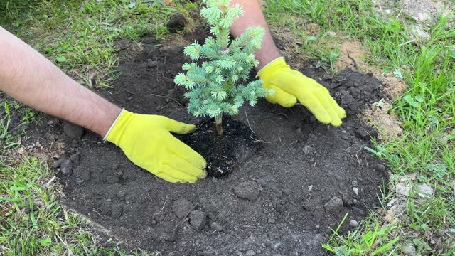 Tree planting. Ecology care. Environmental protection. Young pine seedlings. Planting a forest. Gardener in work gloves dig holes with shovels and plant young pine trees.
