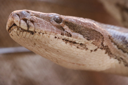 Eastern Indigo Snake (Drymarchon couperi) isolated on white background.