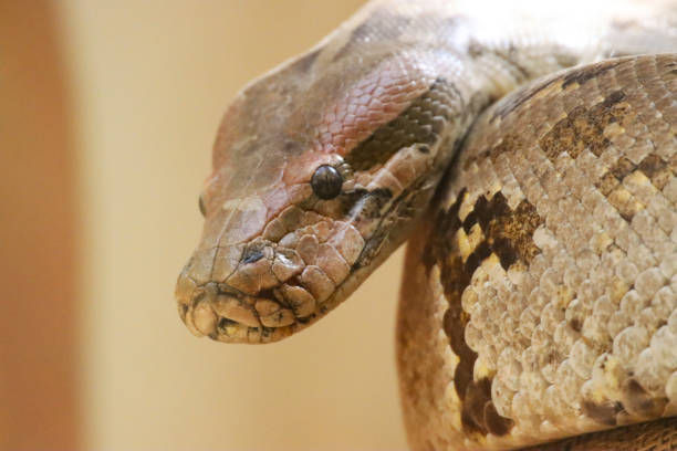 istock Close-up image of head of coiled Indian python (Python molurus) showing nostrils and pit organs, brown snake skin scale pattern, headshot 1522226144