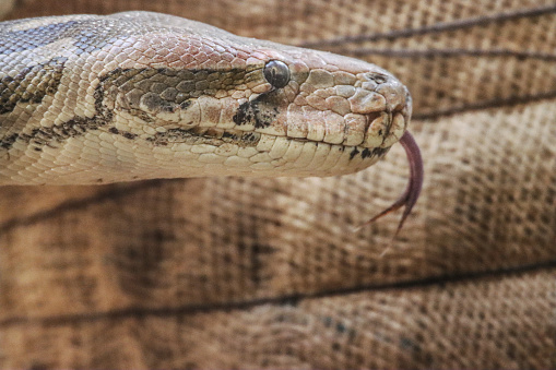 Vipers have highly effective venom delivery systems which they can deliver lightning fast. 
