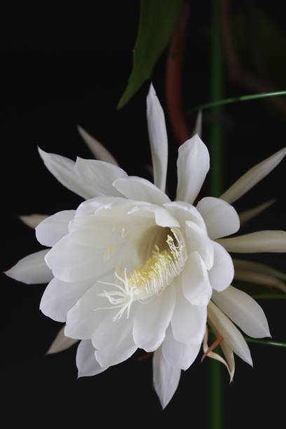 Night-blooming cereus Night-blooming cereus against black background night blooming cereus stock pictures, royalty-free photos & images