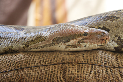 Stock photo showing close-up of the head of an Indian python (Python molurus) featuring the nostrils and pit organs. This reptile is also known as the Asian rock python, black-tailed python or Indian rock python.