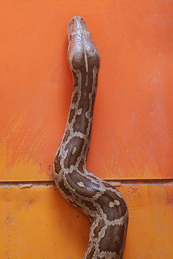 A closeup shot of a snake on a table with its tongue extended