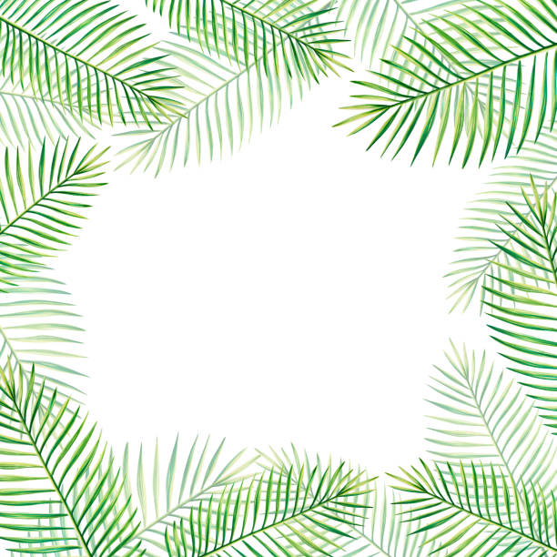 акварельная рамка с реалистичной тропической иллюстрацией пальмовых листьев, изолированных на белом фоне. красивые ботанические цветочны - fern frond leaf illustration and painting stock illustrations