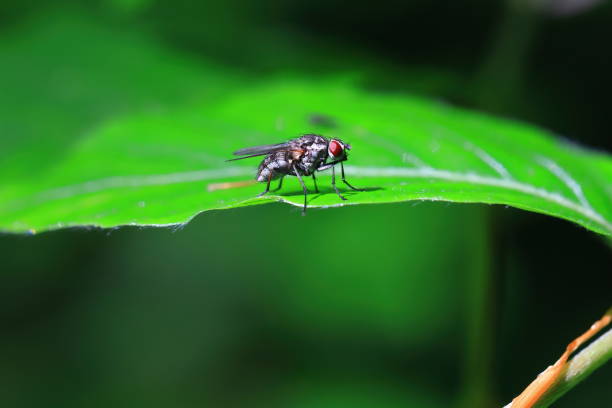 istock Close up of fly insect with clean background 1522226346