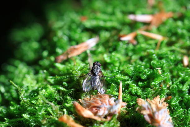 istock Close up of fly insect with clean background 1522226347