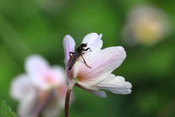 istock Close up of fly insect with clean background 1522226355