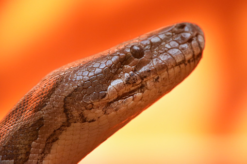 Stock photo showing close-up view of the head of an Indian python (Python molurus) featuring the nostrils and pit organs. This reptile is also known as the Asian rock python, black-tailed python or Indian rock python.
